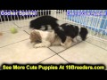 Cocker Spaniel, Puppies For Sale, In, Bellevue, Washington, WA, Yakima, Kitsap, Thurston, Clark, Spo Cocker Spaniel, Puppies For Sale, In, Bellevue, Washington, WA, Yakima, Kitsap, Thurston, Clark, Spo