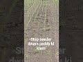 dsr step seeder dwara dhaan ki kheti #farming #agriculture # basmati dhaan ki kheti