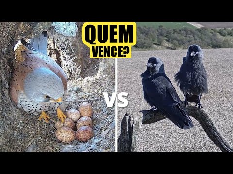 Vídeo: Onde está o ninho dos falcões?