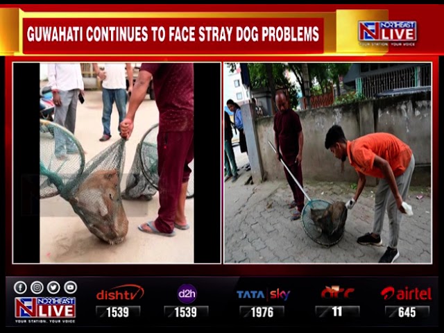 GMC's anti-rabies vaccination drive for stray dogs in Guwahati