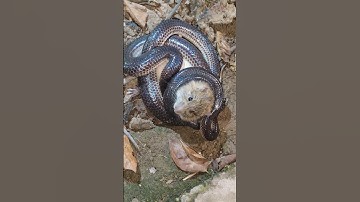 2 con rắn hợp tác săn chuột  #snake #cobra #hunting #săn_bắt #săn_bắt_sinh_tồn