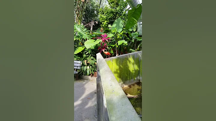 Topeka Zoo Rainforest Scarlet Ibis
