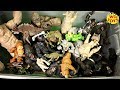 Huge box king kong toys rampage the movie  jumanji 3 movie surprise   skull island wd toys