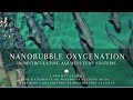 Nanobubble Oxygenation in Recirculating Aquaculture Systems (RAS)