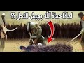 الصحابي الذي حمى الله جسده بالنحل