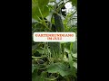 🌿 SoLawi-Gartenrundgang im Juli – es wird bunt! 🥒☀️