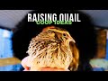 Quail Coop Designs for Urban Settings