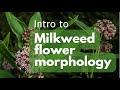 Botany 101 milkweed asclepias flower anatomy