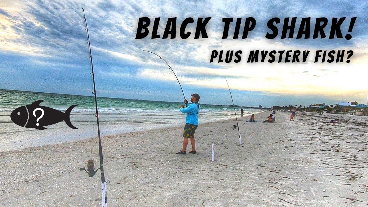 Black Tip Shark Plus Mystery Fish On My New Penn Spinfisher VI