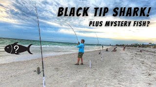 Black Tip Shark Plus Mystery Fish On My New Penn Spinfisher VI