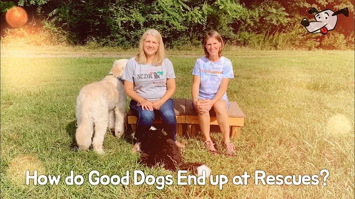 How do Good Dogs End up at Rescues?