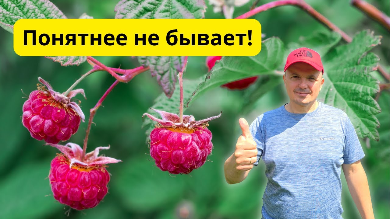 Обрезка ремонтантной малины на зиму: 2 разных способа.