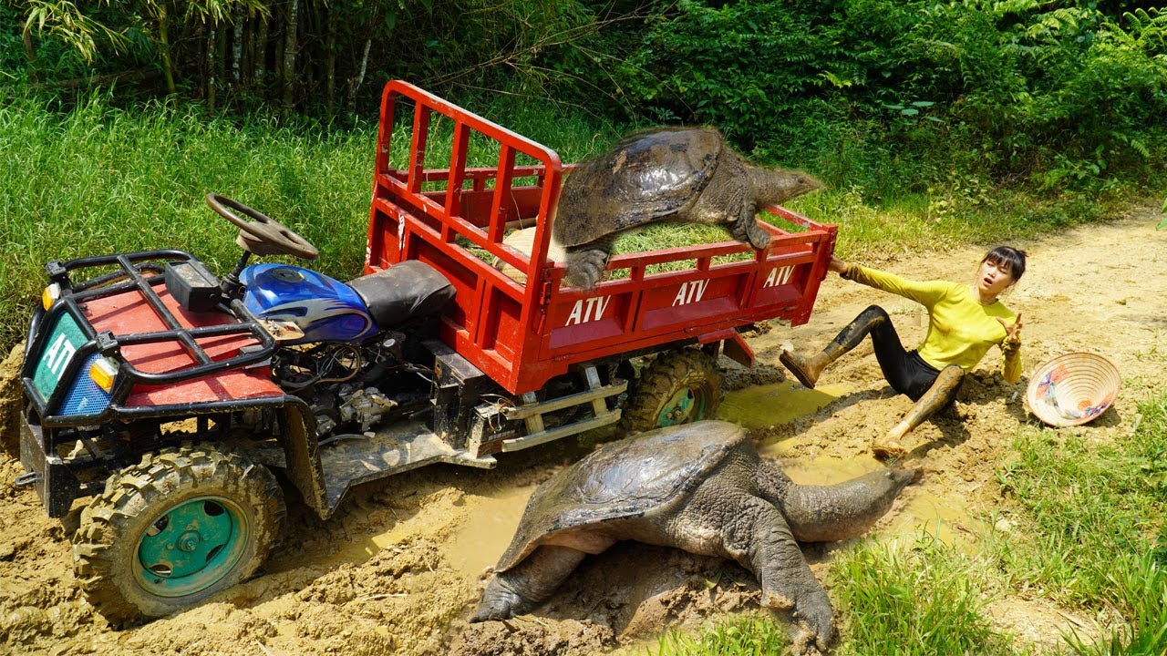 The girl picking grass in the mud meets a giant turtle - Transporting ...