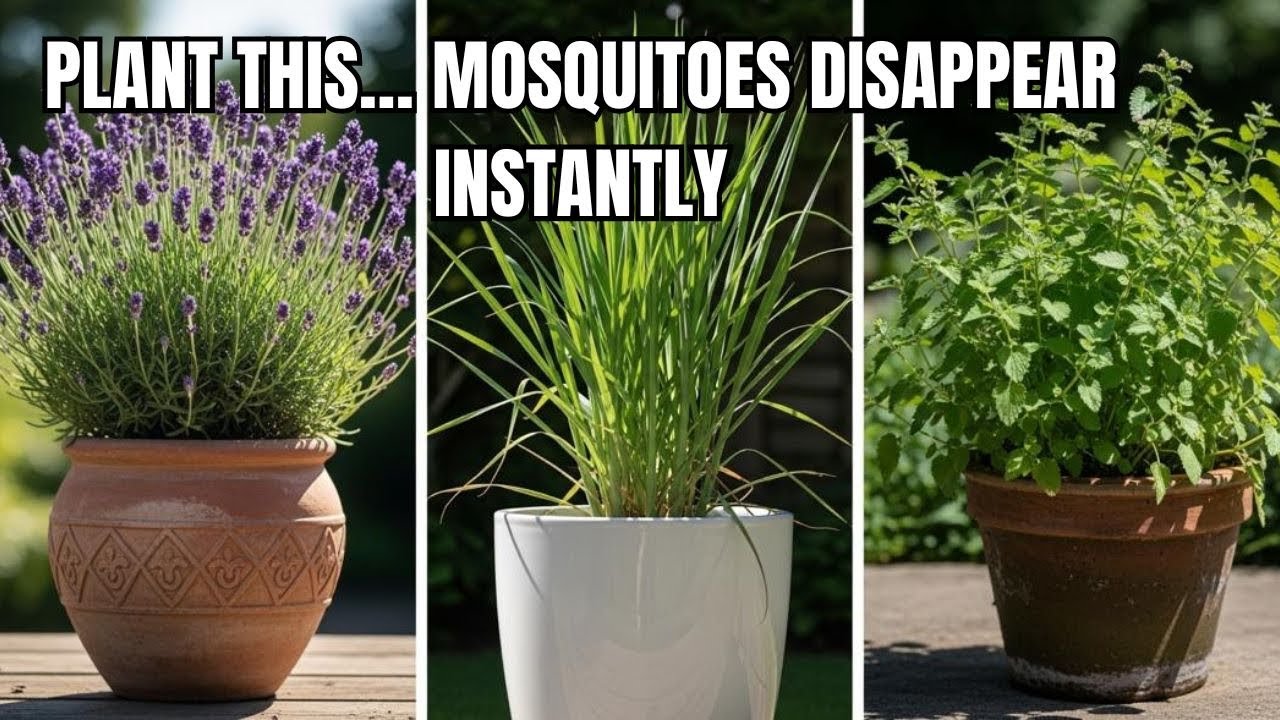 Want a Bug-Free Yard This Summer Try These 11 MOSQUITO-REPELLENT Plants