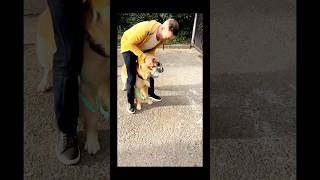 "Golden Retriever Dog vs. Pigeon: Epic Chase Leads to Shocking Outcome!" #goldenretriever #hunting