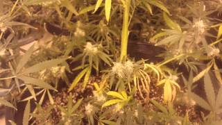 4000 Watt Blue Dream Grow Day 42