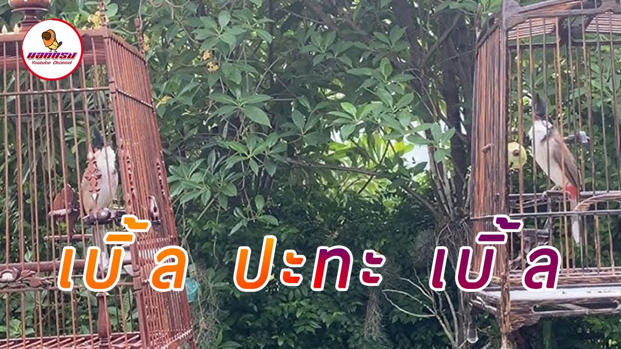 หัวจุกสายเบิ้ลปะทะเบิ้ล ตัวไหนเบิ้ลดีเบิ้ลชัดกว่ากัน นำไปฝึกลูกนกได้