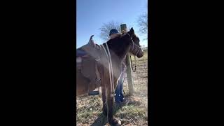 Epic- Devils Garden Mare