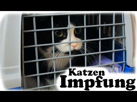 Video: Katzenimpfungen, Kern- Und Nicht-Kernimpfung - Täglicher Tierarzt