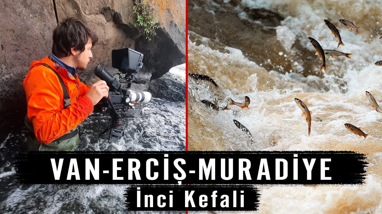 Uçan Balıkların Şehri Van Erciş ve Muradiye İnci Kefali Vlog Bölüm 3