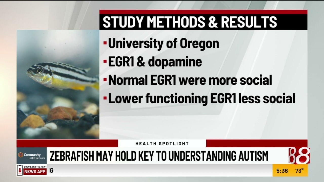 Zebrafish may hold key to understanding autism
