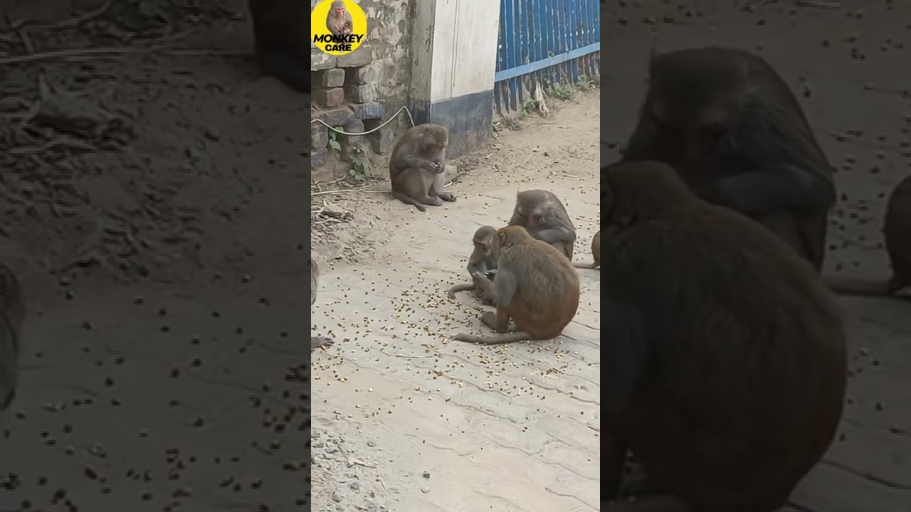 Feeding 🏞️ 🥳 🍁 😜 monkey (1)