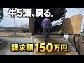 牛5頭が帰ってきた。その請求、約150万円。