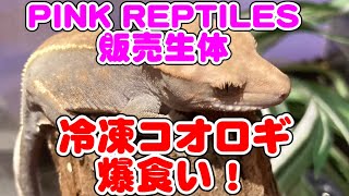 クレステッドゲッコー・『PINK REPTILES』販売生体紹介と我が家の生体
