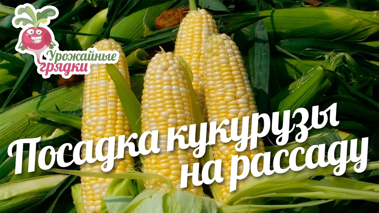 Посадка кукурузы на рассаду #urozhainye_gryadki - YouTube