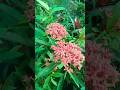 @KushwahaNurseryChapra @DrPlants #bloomingflowers #summerflower #bloomseason #garden #flower