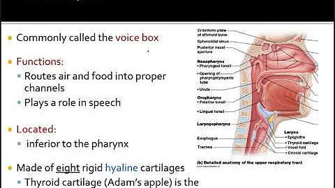 The Respiratory System
