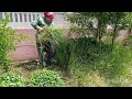 YILANLARIN ARASINDA NANE BİÇTİM HAYVANLARIMA OT BİÇTİM ÖZLEDİĞİNİZ KÖY HAYATI#keşfet #koyvlog #köy 