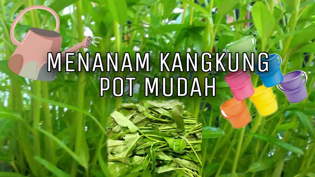 CARA MENANAM  KANGKUNG CABUT DI  DALAM POT  YANG MUDAH YouTube