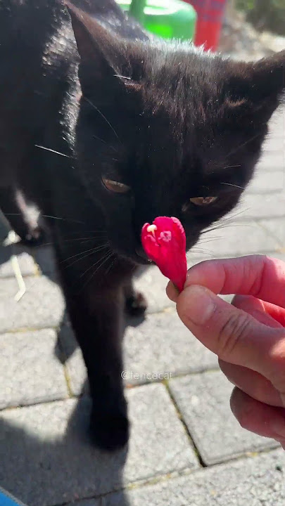 Download lagu Black cat's last flower #cat