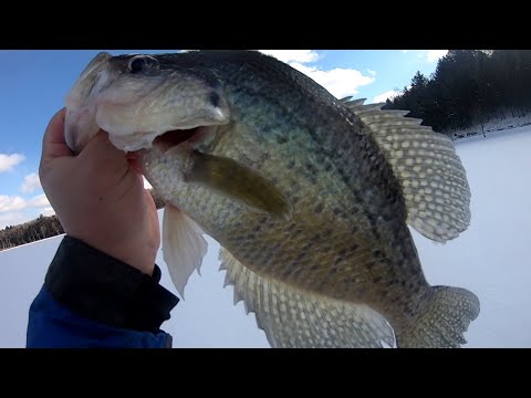 Public Panfish Ice Fishing 2022 - A Big White Crappie
