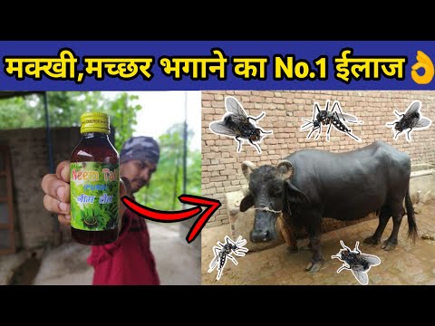गाय/भैंस को मक्खी, मच्छर से बचाने का देसी ईलाज|Bhains ka doodh|How to kill mosquitoes and flies.