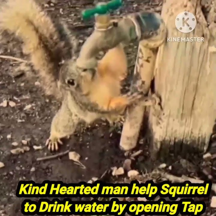 Kind Hearted man help squirrel to drinking water by opening water tap.