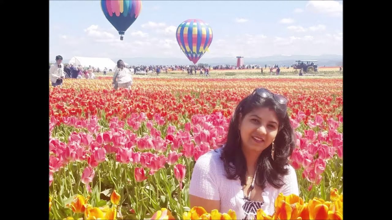Beautiful Tulip Garden (Tulip Festival). Hot Air Balloon Ride, Wooden ...