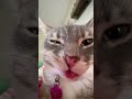 WHILE I TAKE YOUR PICTURE 📸 #music #cat #fyp #relatable #viral #cutebaby #funnycute #funniestvideo