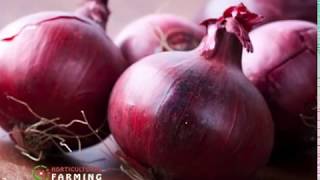 How to improve Onion production in Kenya - Part 2