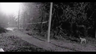 THIS IS ONE OF THE MOST SCARIEST FOOTAGE EVER CAPTURED ON A TRAIL CAM!!