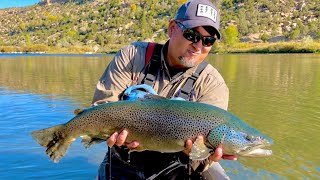 Trophy Brown Trout Caught on The San Juan River in New Mexico Fly Fishing