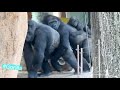 Gorilla runs away with baby gorilla