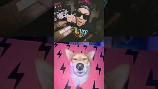 #APT dog is GOING VIRAL!🤯🤘🏼 #apt #shorts #theultimateheroes #aptcover #aptguitarcover #aptrock