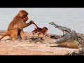 Mother Baboon Save Her Baby From Crocodile Hunting But Fail - Wild Animals Attack For Survival
