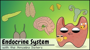 Endocrine System