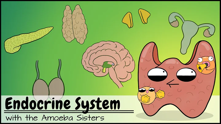 Endocrine System - DayDayNews