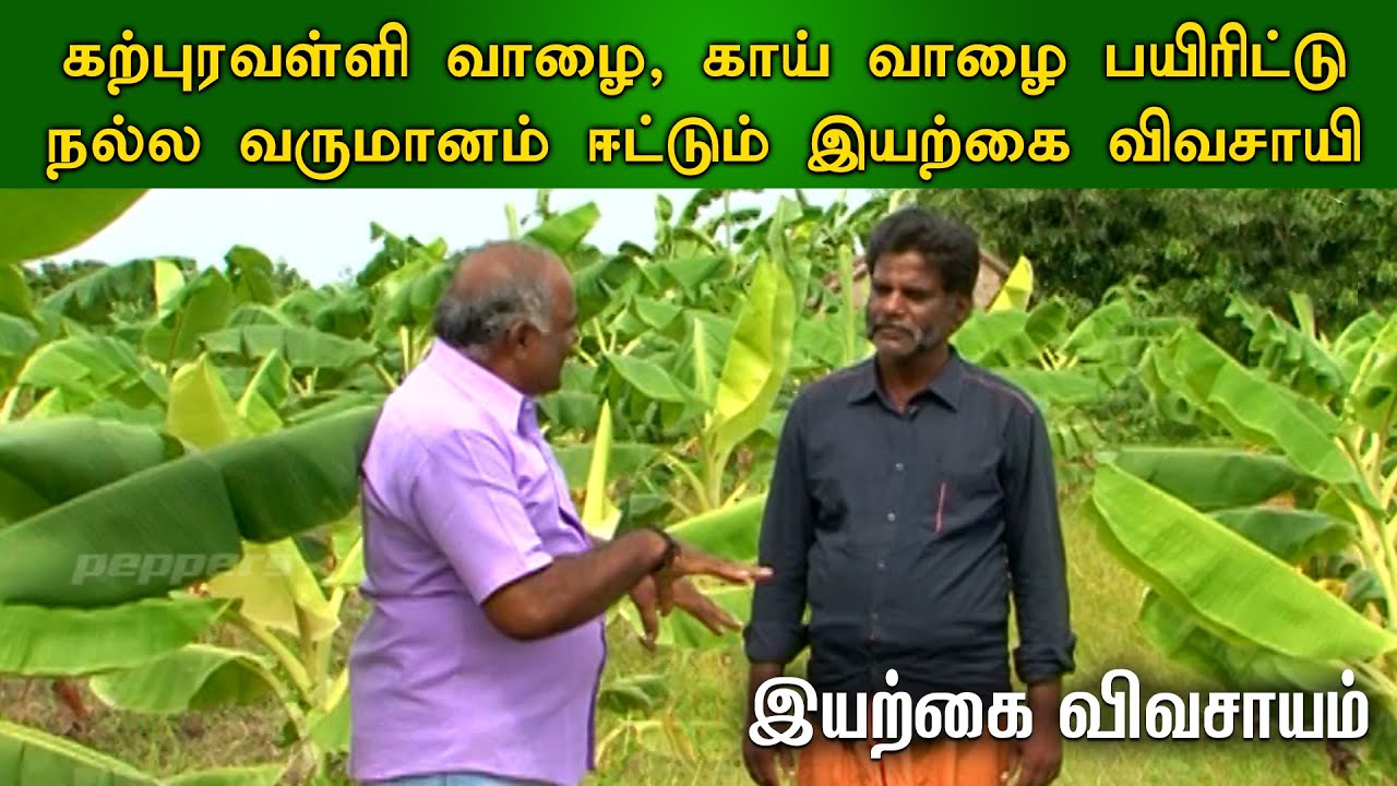 கற்பூரவள்ளி வாழை, காய் வாழை பயிரிட்டு நல்ல வருமானம் ஈட்டும் இயற்கை விவசாயி | ORGANIC VIVASAYI