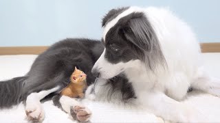 Tiny Rescued Kitten Fell In Love With My Border Collie From the Moment He Saw It