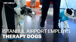Istanbul Airport hires therapy dogs to settle nerves